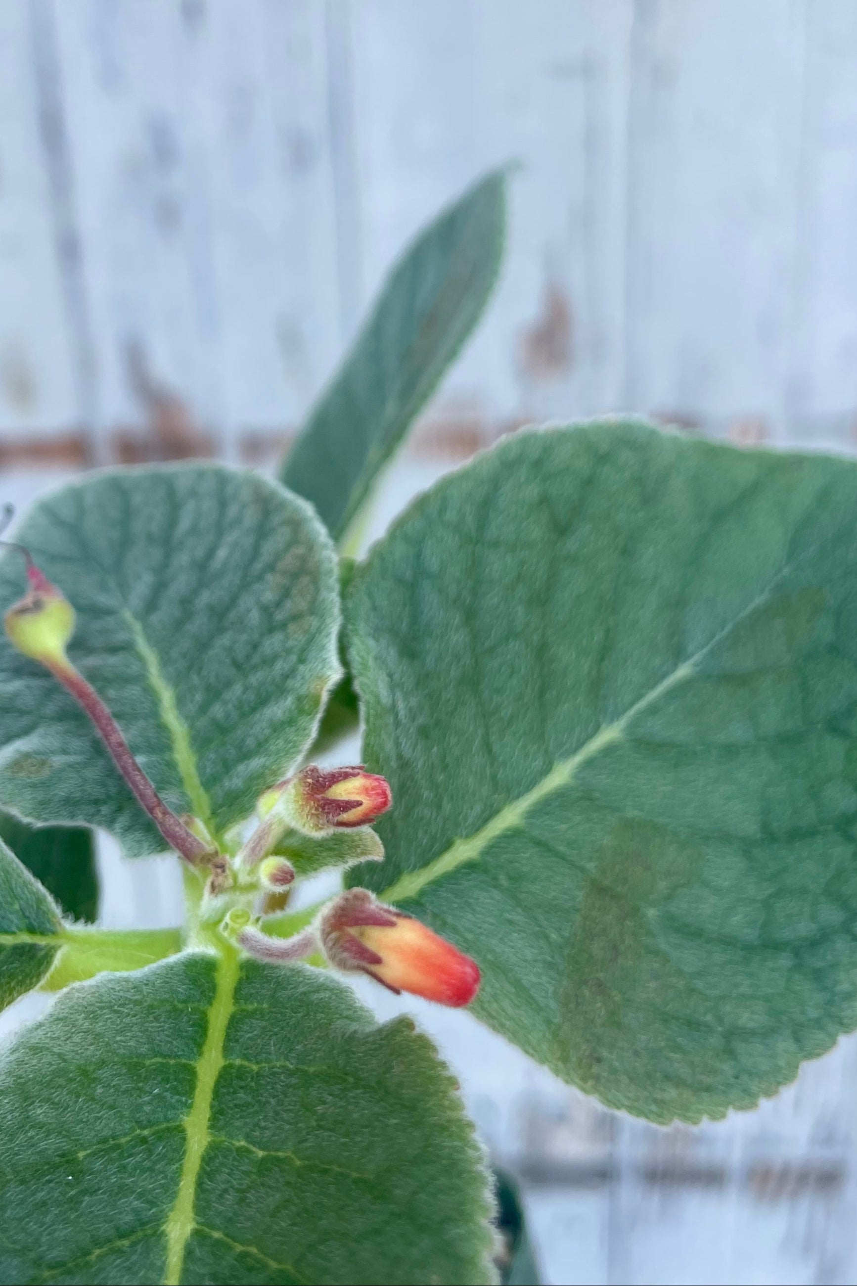 Close-up of green leaves with small red flowers against a blurred background ©Sprout Home