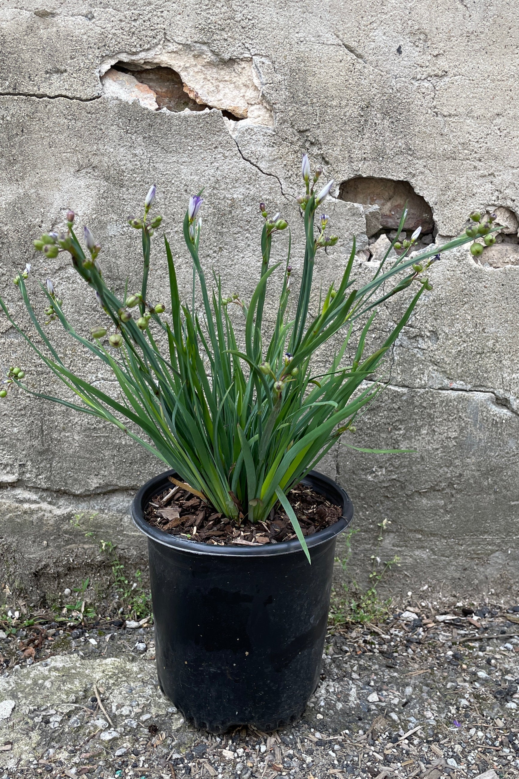 Sisyrinchium 'Moody Blues' in a #1 growers pot the end of May ©Sprout Home