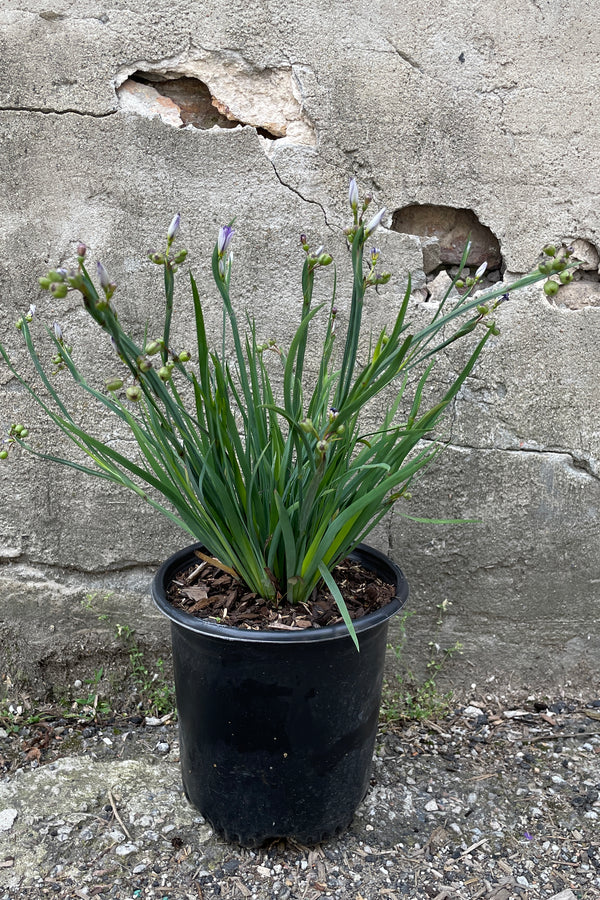 Sisyrinchium 'Moody Blues' in a #1 growers pot the end of May