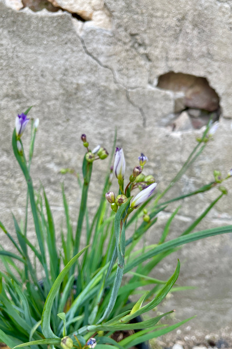 The blue green grass like blades and unopened buds of Sisyrichium 'Moody Blues' perennial the end of May