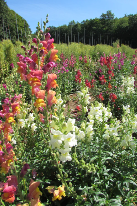 Missed snapdragons growing in a garden and in bloom by Hudson Valley Seed Co. 