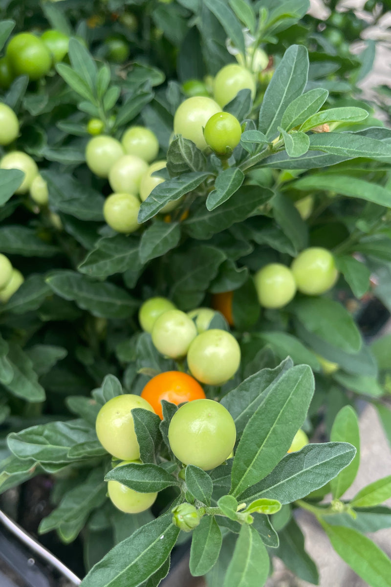 A close up image of the green and orange fruit the beginning of September on a Solanum plant