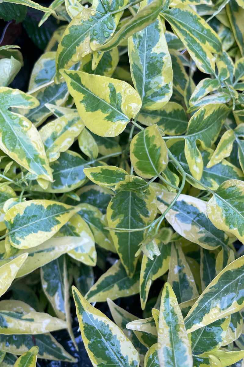 a close of the variegated leaves of Brazilian Jasmine plant mid May at Sprout Home with water droplets. 