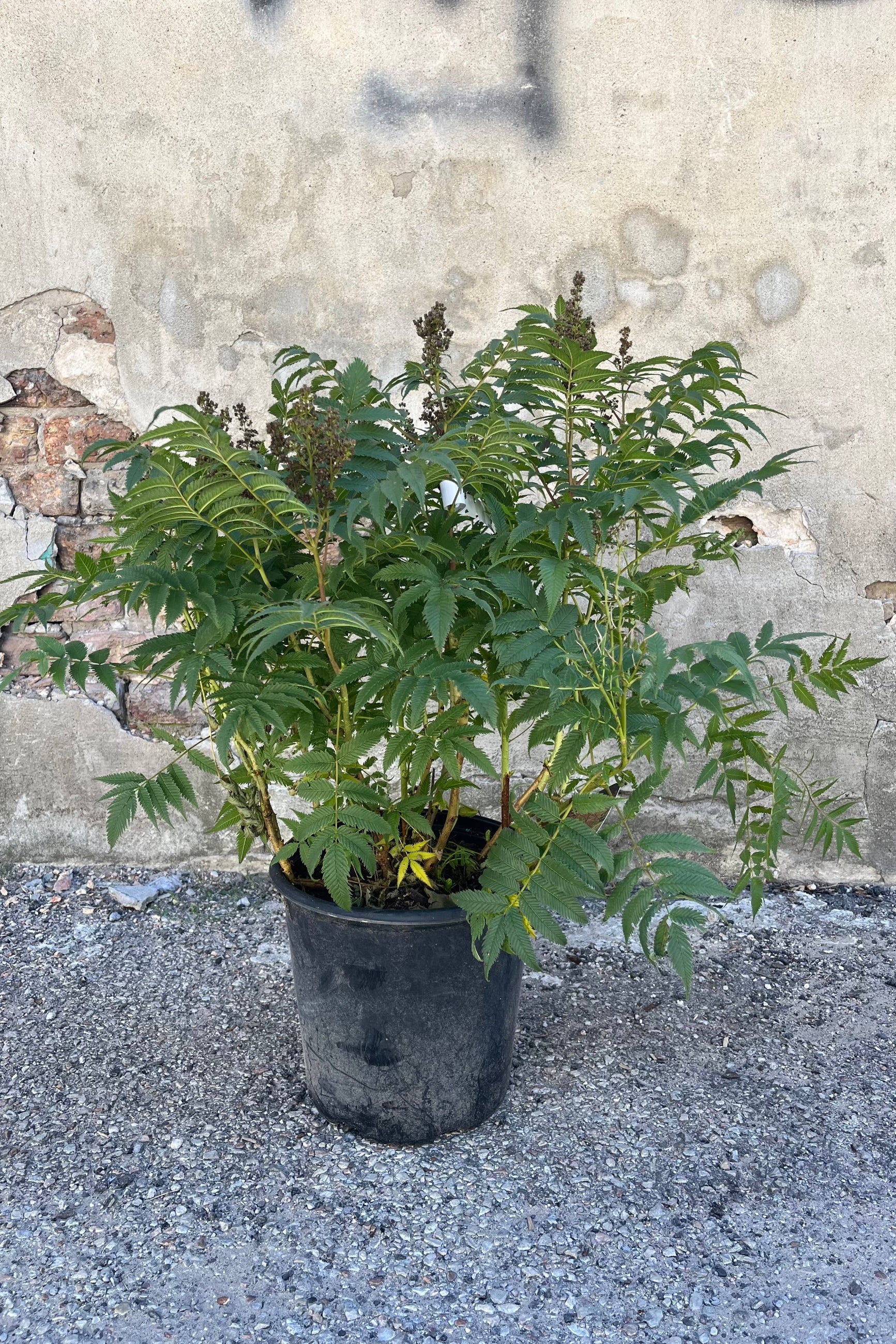 Sorbaria 'Sem' in a #2 growers pot with green leaves  ©Sprout Home 