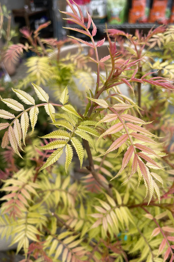 The pastel green and pink leaves of the Sorbaria 'Sem' in early spring at Sprout Home
