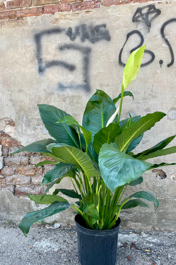 A full view of Spathiphyllum "Peace Lily" 10" against a concrete wall