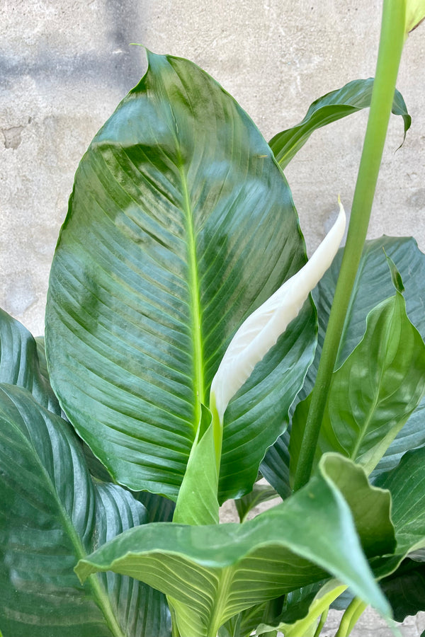 A detailed view of Spathiphyllum "Peace Lily" 10" against a concrete wall.