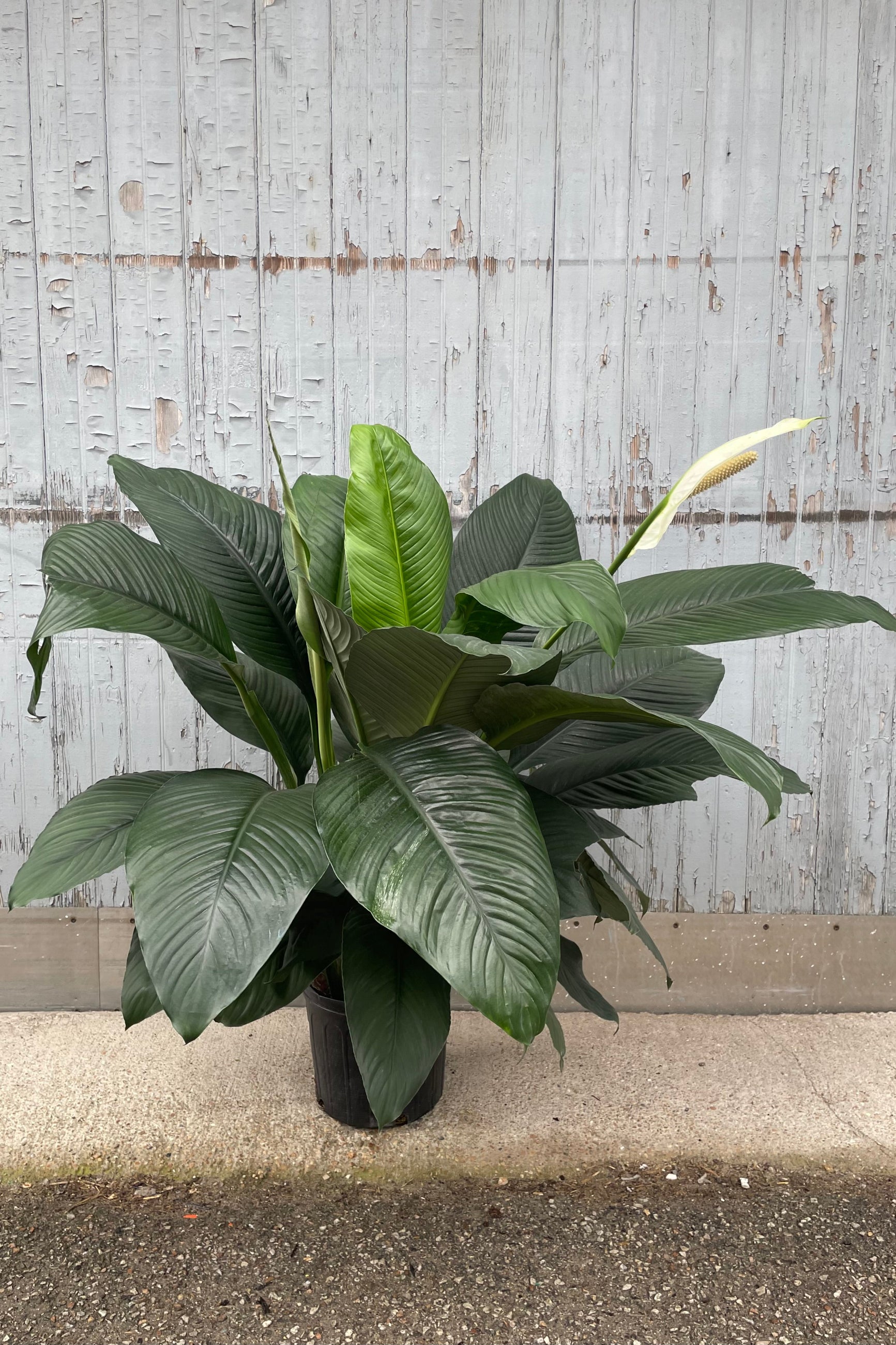 A full view of Spathiphyllum 'Sensation' 10" against wooden backdrop ©Sprout Home