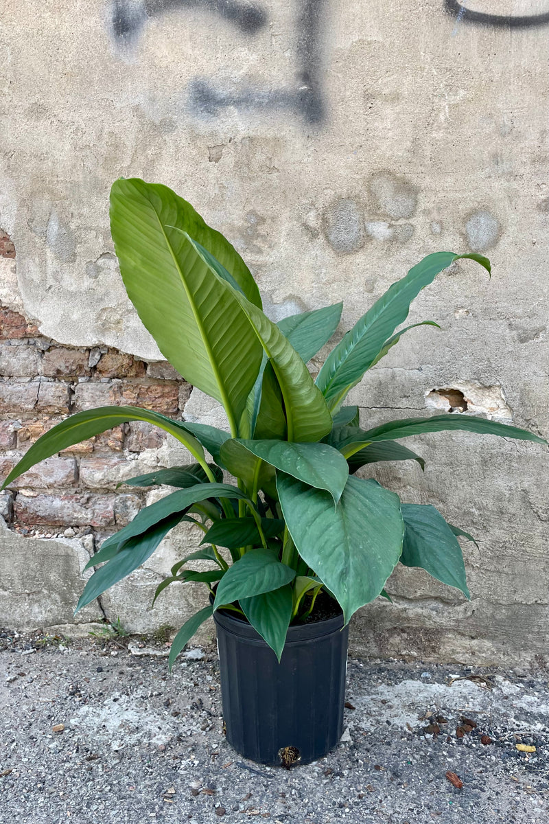 The Spathiphyllum "Sensation" sits pretty in its 8 inch growers pot against a grey backdrop.