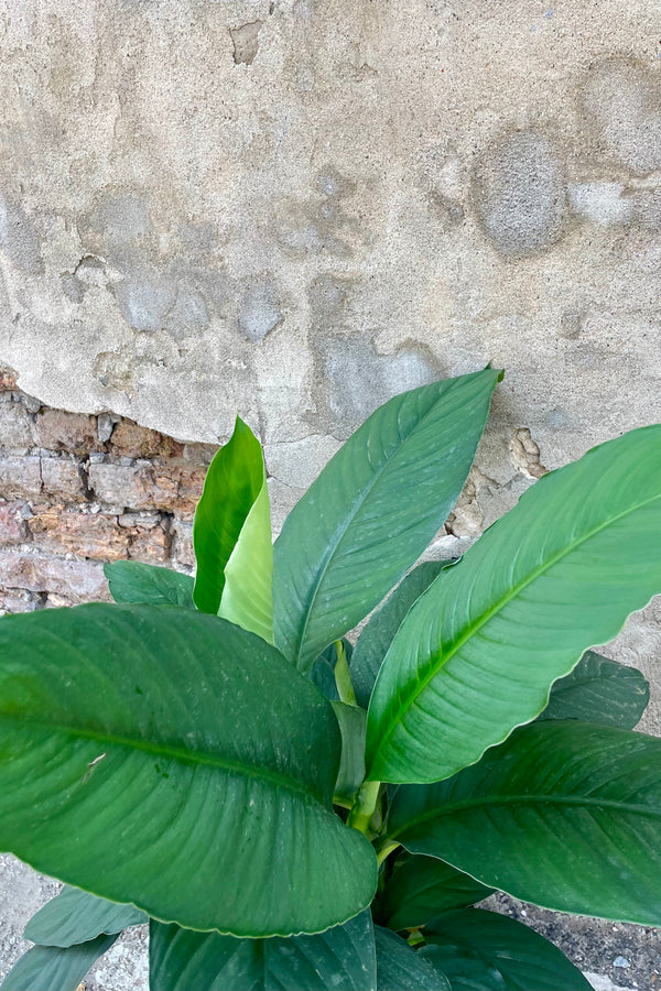 The Spathiphyllum "Sensation" boast beautiful elongated leaves in a rich green.