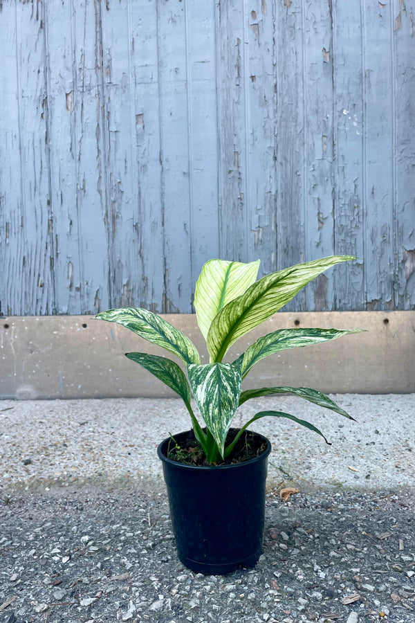 Photo of a Spathiphyllum Peace Lily Plant in front of a gray wall. The Spathiphyllum is the variegated 'Sensation' with broad green leaves heavily marked with white. The plant is in a black pot sitting on a concrete surface.