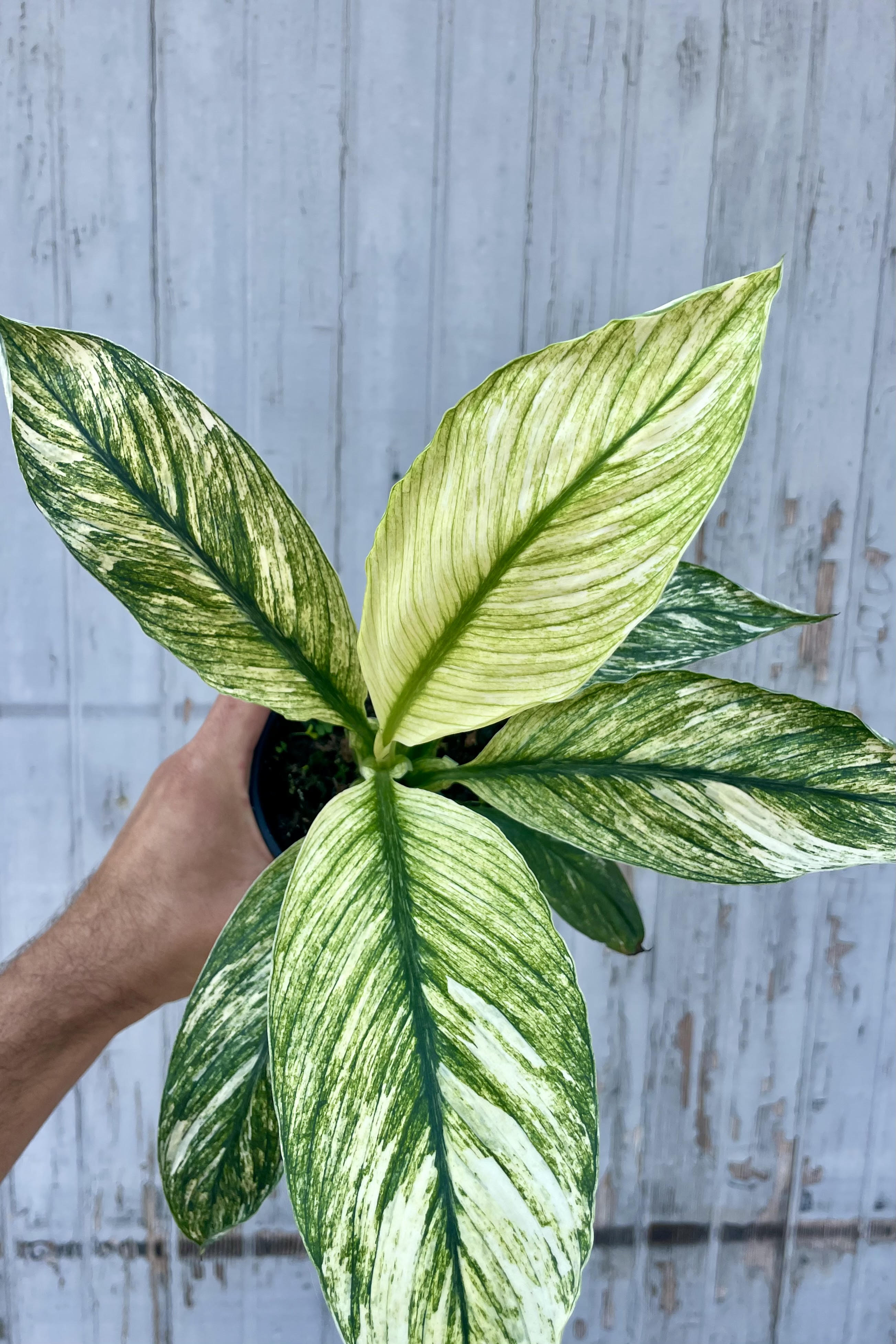 Photo of a hand holding a Spathiphyllum Peace Lily Plant in front of a gray wall. The Spathiphyllum is the variegated 'Sensation' with broad green leaves heavily marked with white.