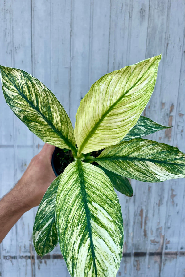 Photo of a hand holding a Spathiphyllum Peace Lily Plant in front of a gray wall. The Spathiphyllum is the variegated 'Sensation' with broad green leaves heavily marked with white.