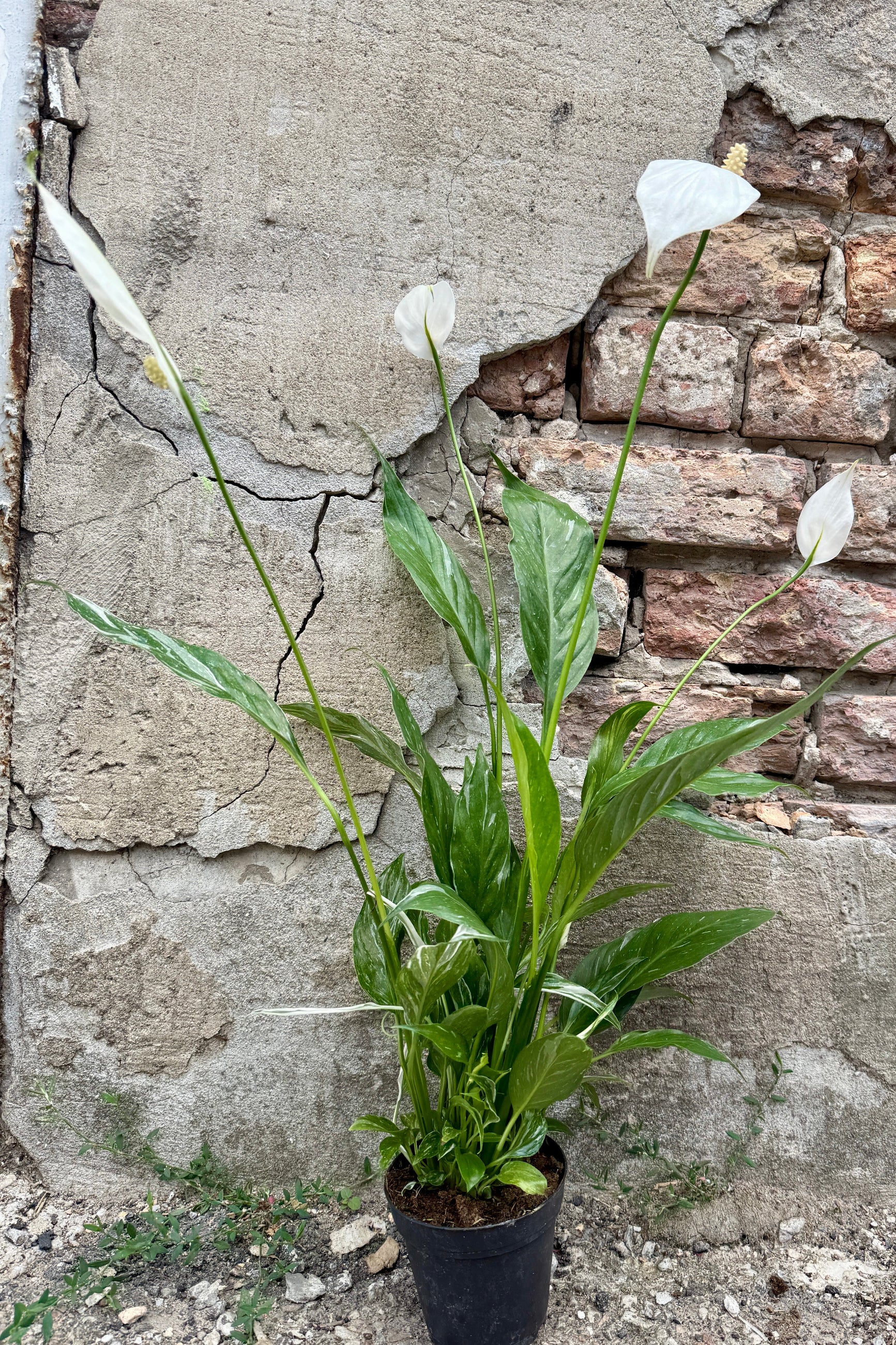 A potted Spathiphyllum 'Domino' 4" with green leaves and white flowers in a black nursery pot, set against a weathered brick and concrete wall. ©Sprout Home