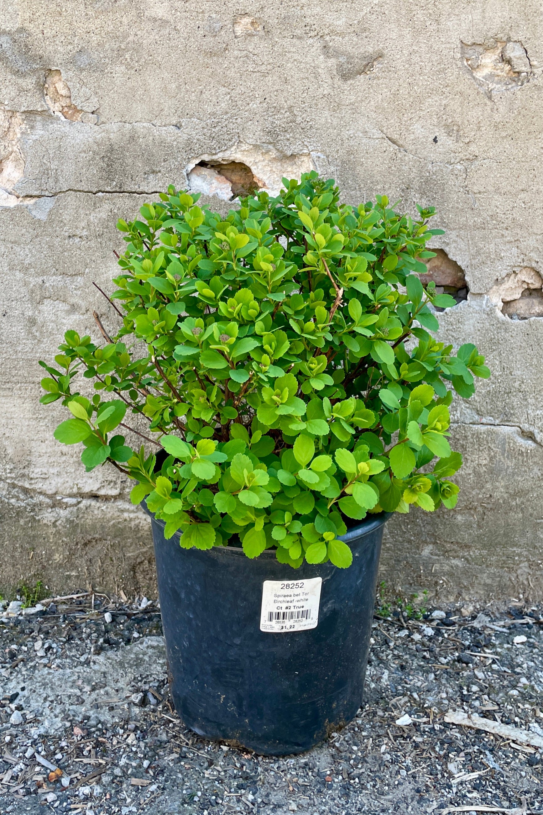 Spireaea 'Tor' in a #2 growers pot with its fresh new spring leaves the end of April.  ©Sprout Home
