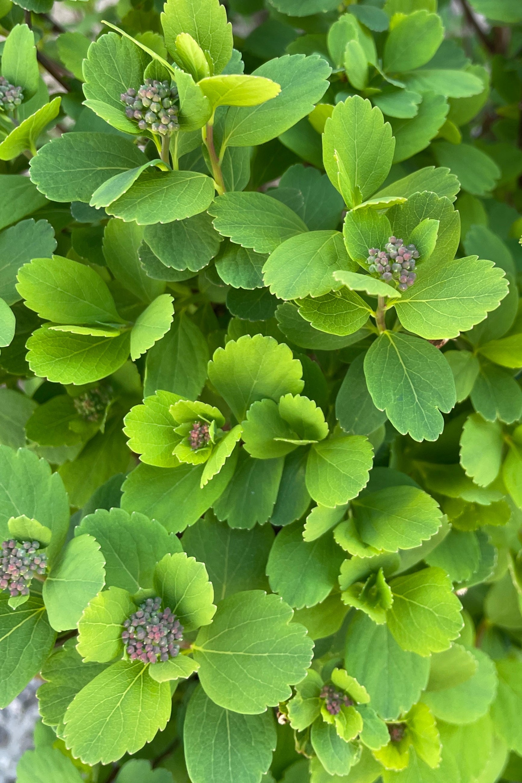 Spiraea 'Tor' up close showing its serrated ovate green leaves and flower buds the end of April at Sprout Home.  ©Sprout Home
