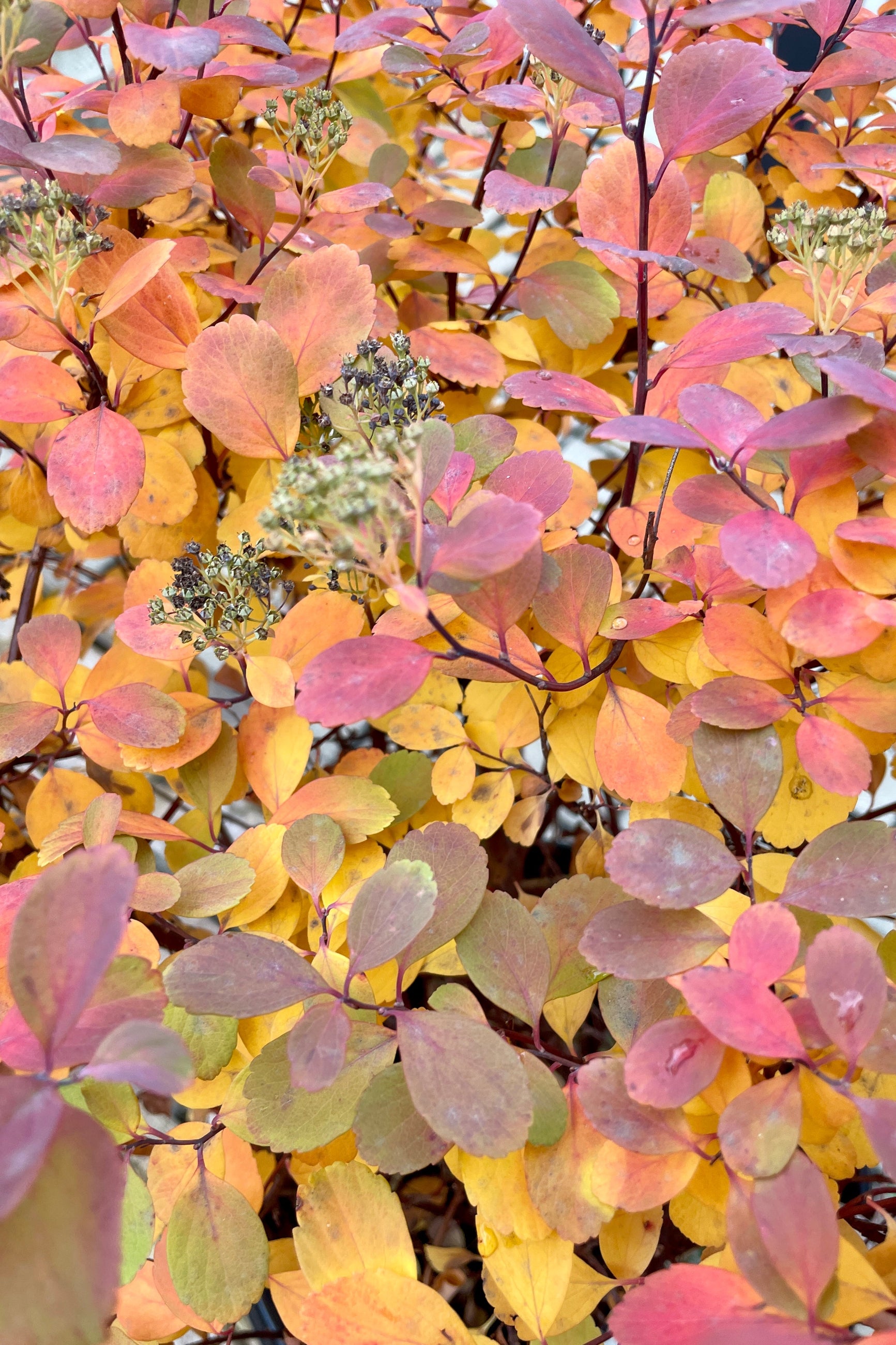 Fall coloration of the Spiraea 'Tor' the end of October with shades of auburn and yellow.  ©Sprout Home