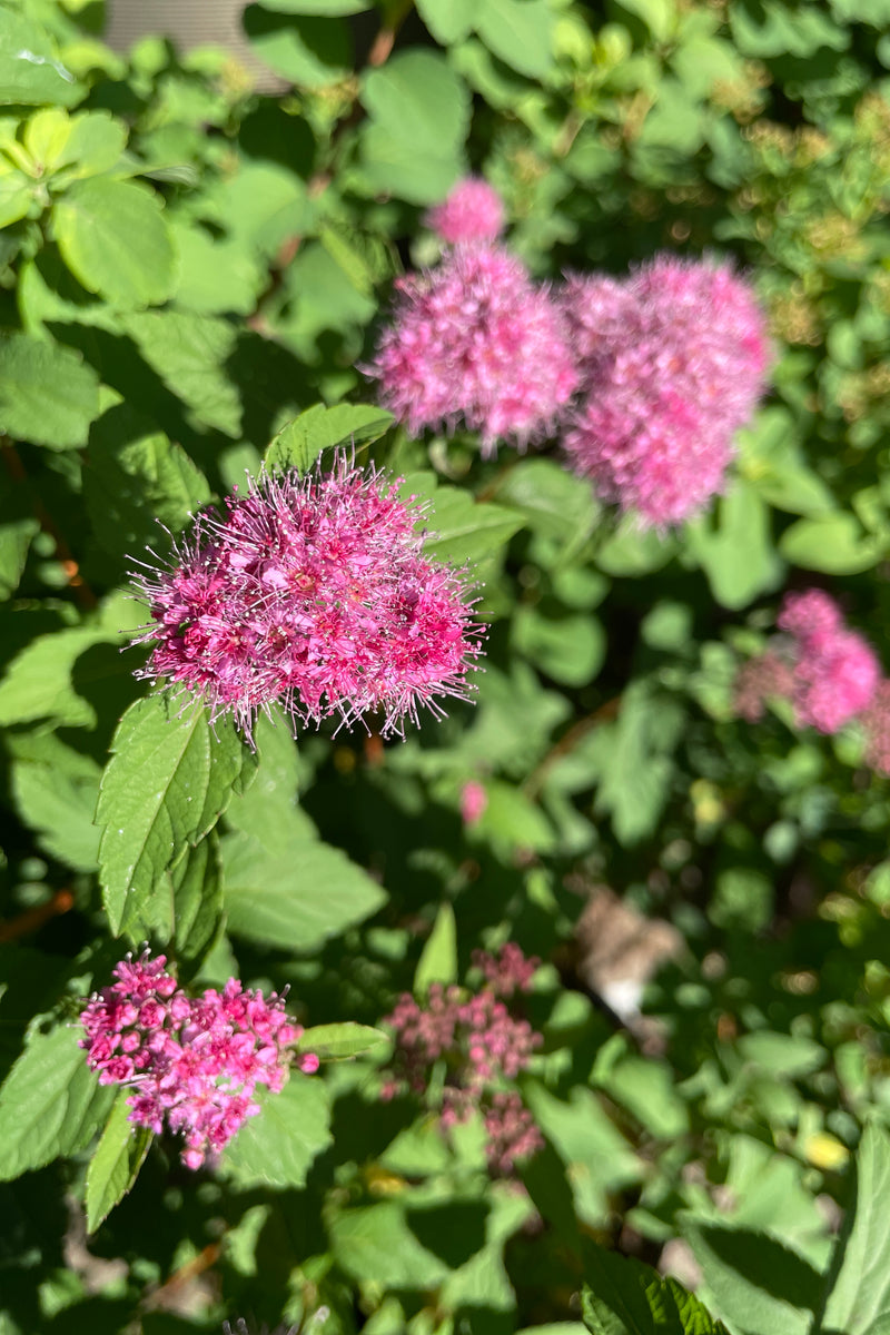 Spiraea 'Superstar' middle / end of May up close showing the rose purple tufts of flowers. 