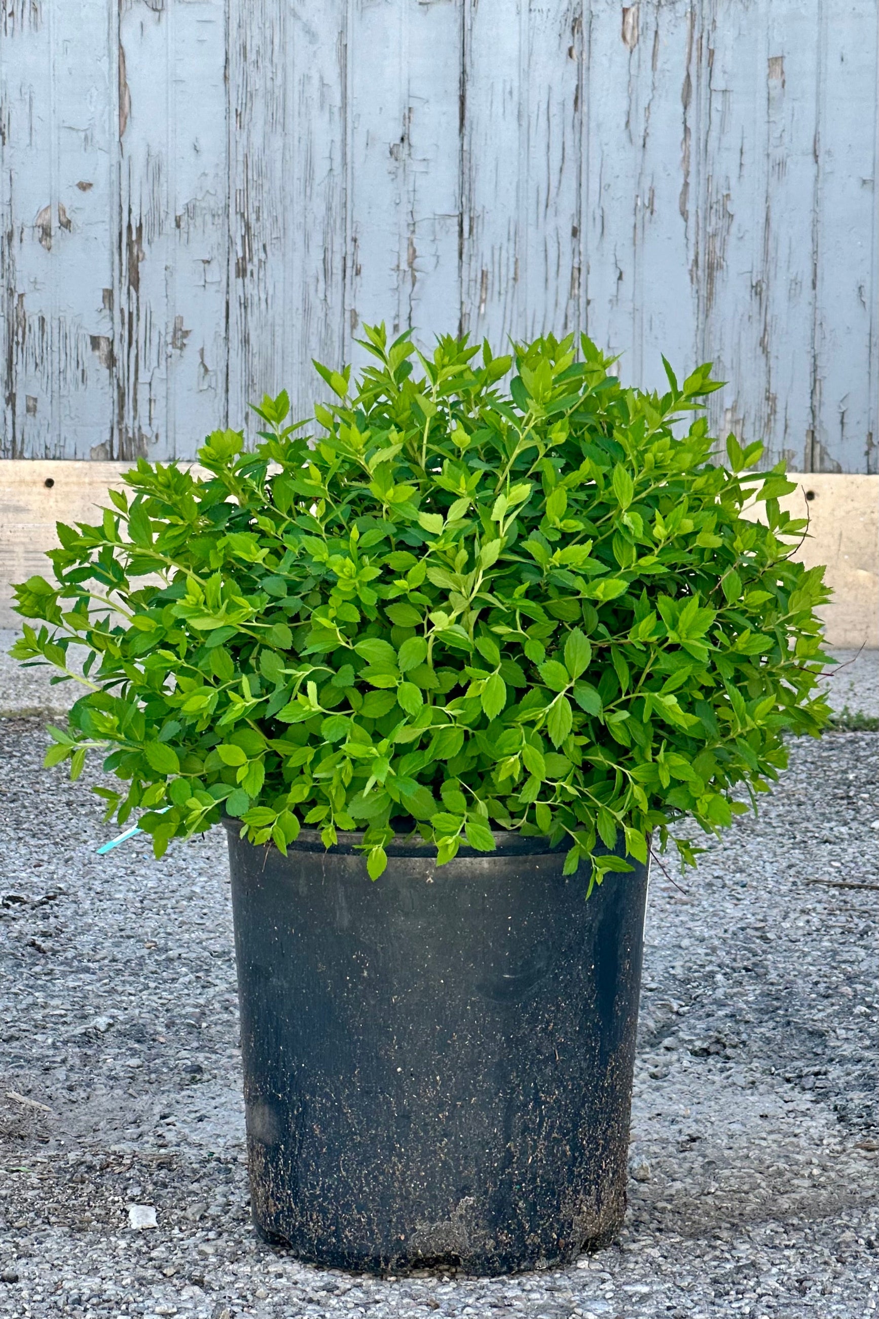 Spiraea 'Little Princess' in a #2 growers pot the end of April with its fresh new green leaves.  ©Sprout Home