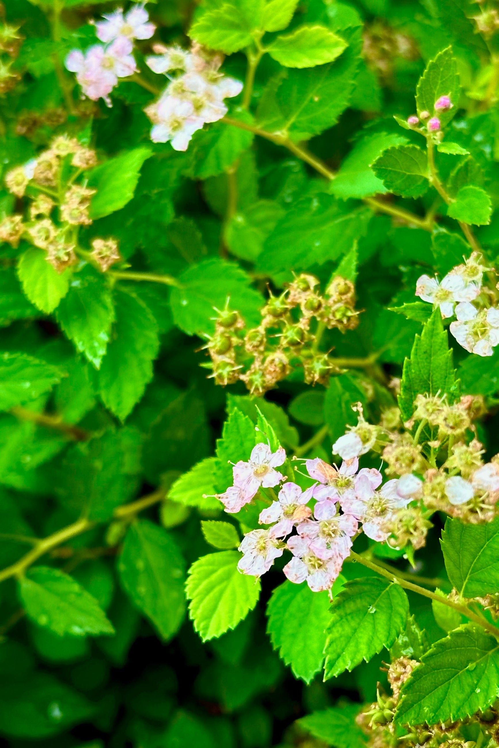 The flowers and spent flowers of the Spiraea 'Little Princess' mid to late June ©Sprout Home