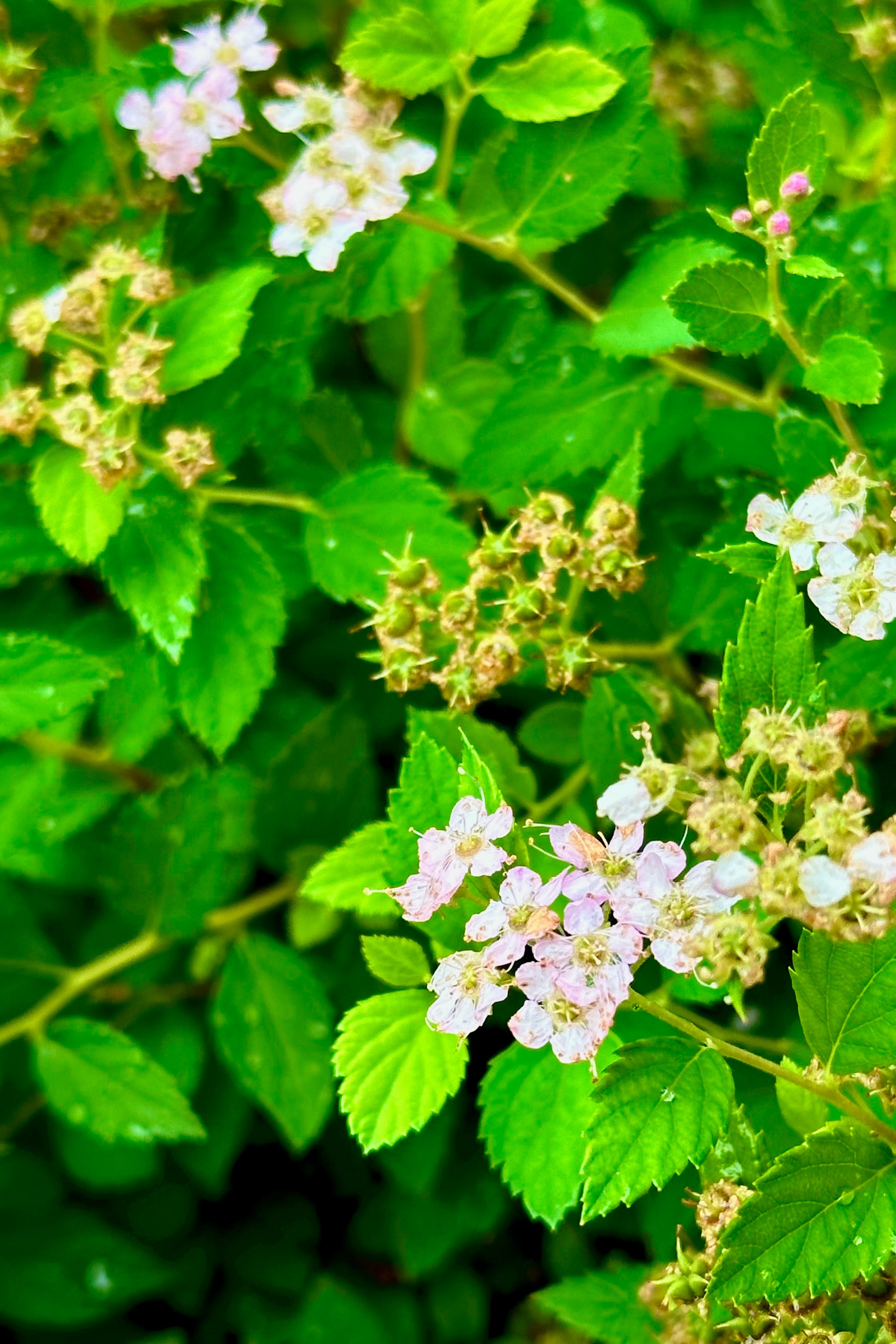 The flowers and spent flowers of the Spiraea 'Little Princess' mid to late June