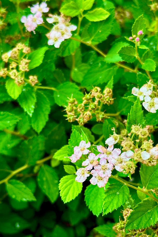 The flowers and spent flowers of the Spiraea 'Little Princess' mid to late June