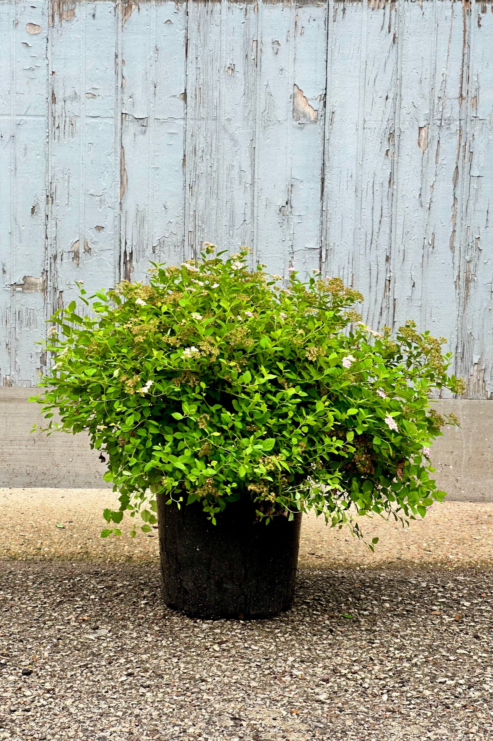 Spiraea 'Little Princess' in a #2 growers pot middle to end of June with its last set of flowers. ©Sprout Home