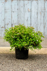 Spiraea 'Little Princess' in a #2 growers pot middle to end of June with its last set of flowers.