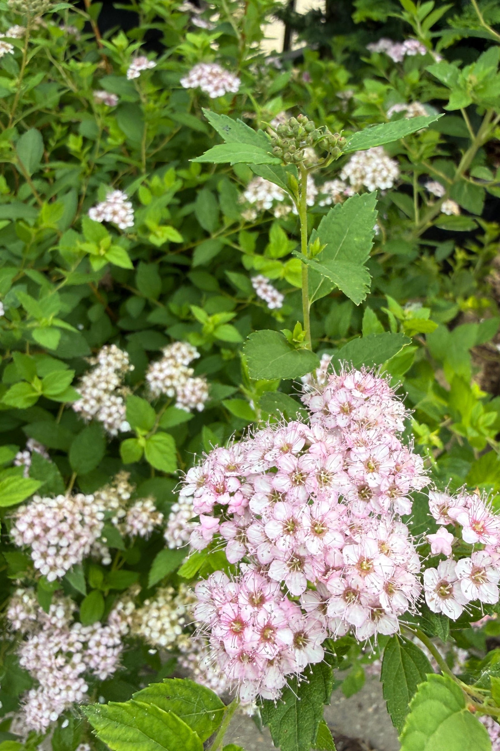 Pink flowers of Spiraea j. 'Little Princess' the end of May with green leaves up close  in a natural setting ©Sprout Home
