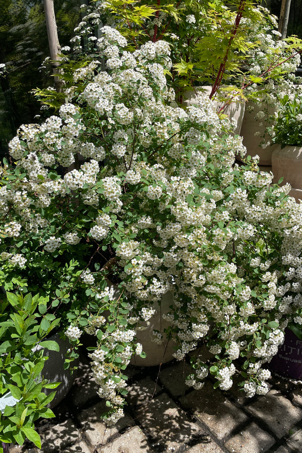 Spiraea  'Renaissance' in full bloom the beginning of May at Sprout Home in the yard.