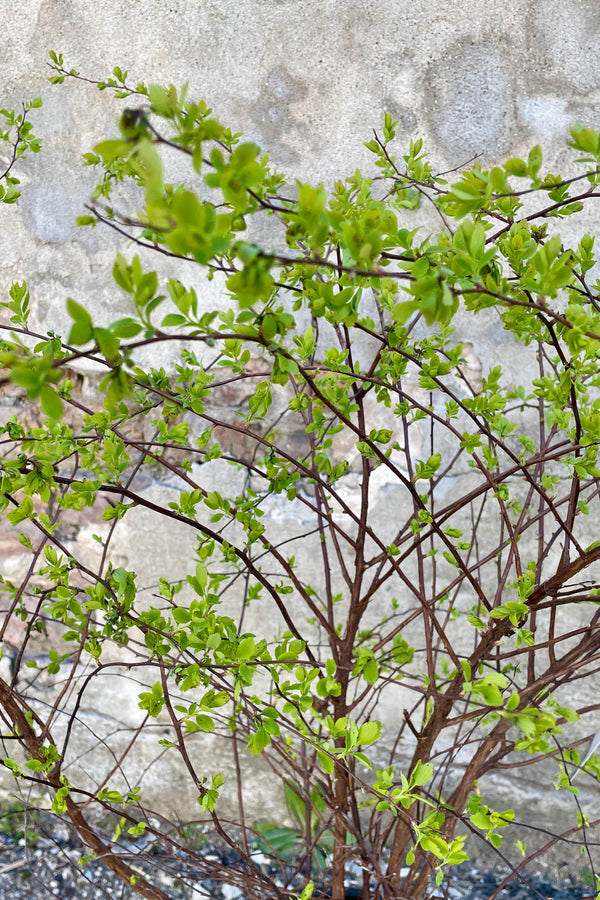 Up close detail of the early spring march buds and start of leaves on the Spiraea 'Renaissance'