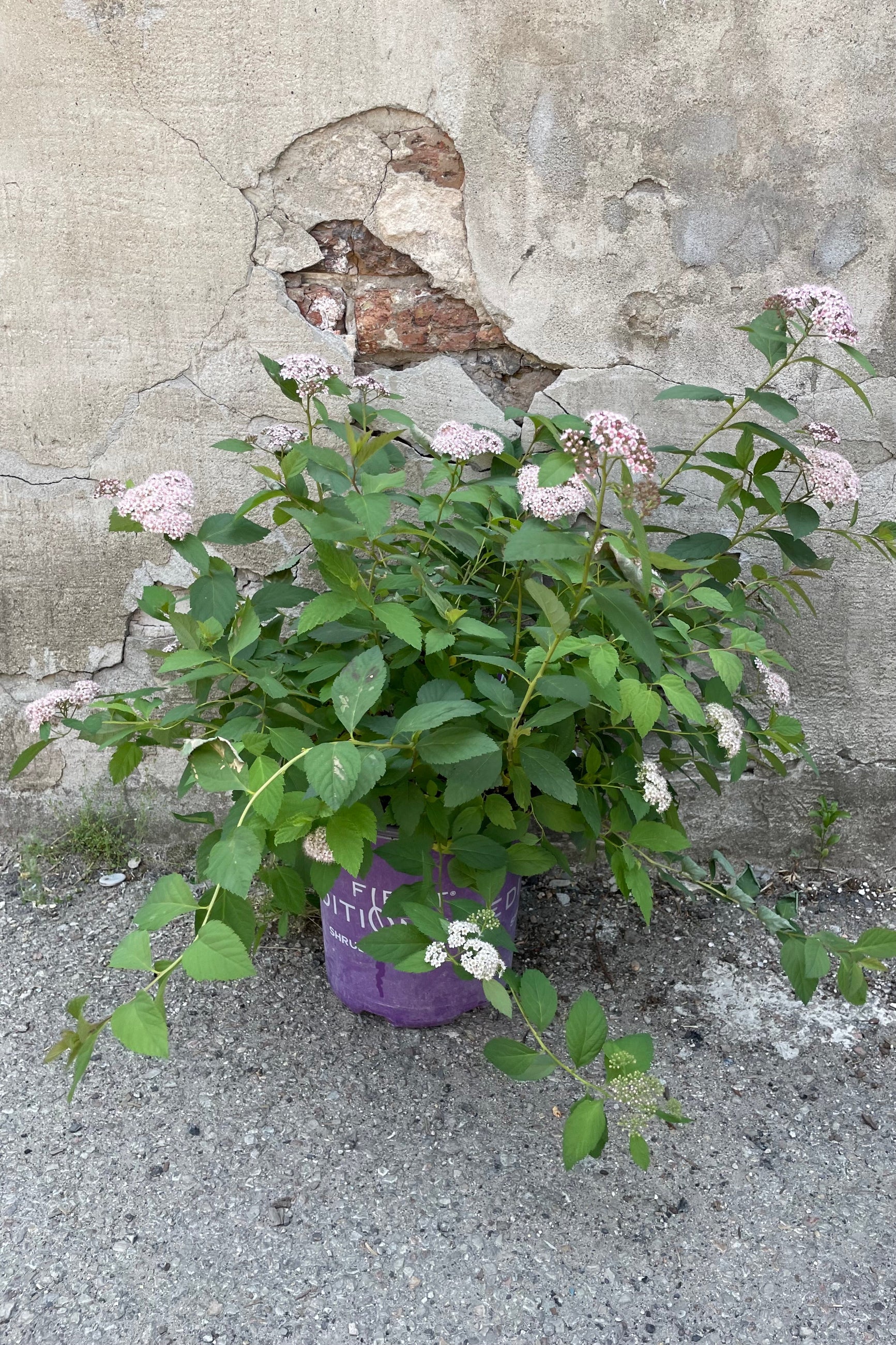 Spiraea 'Spot On' the beginning of June in a #2 growers pot in bloom stage with its white pink flowers and green leaves.   ©Sprout Home