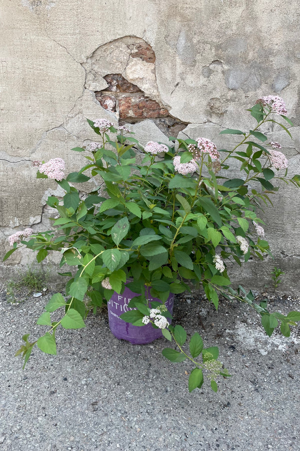 Spiraea 'Spot On' the beginning of June in a #2 growers pot in bloom stage with its white pink flowers and green leaves. 