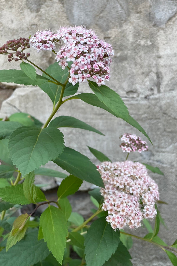 The sweet light pink to white blooms of Spiraea 'Spot On' the beginning of June