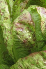 a super close up detail of spotted trout lettuce showing the coloration by Hudson Valley Seed Co.