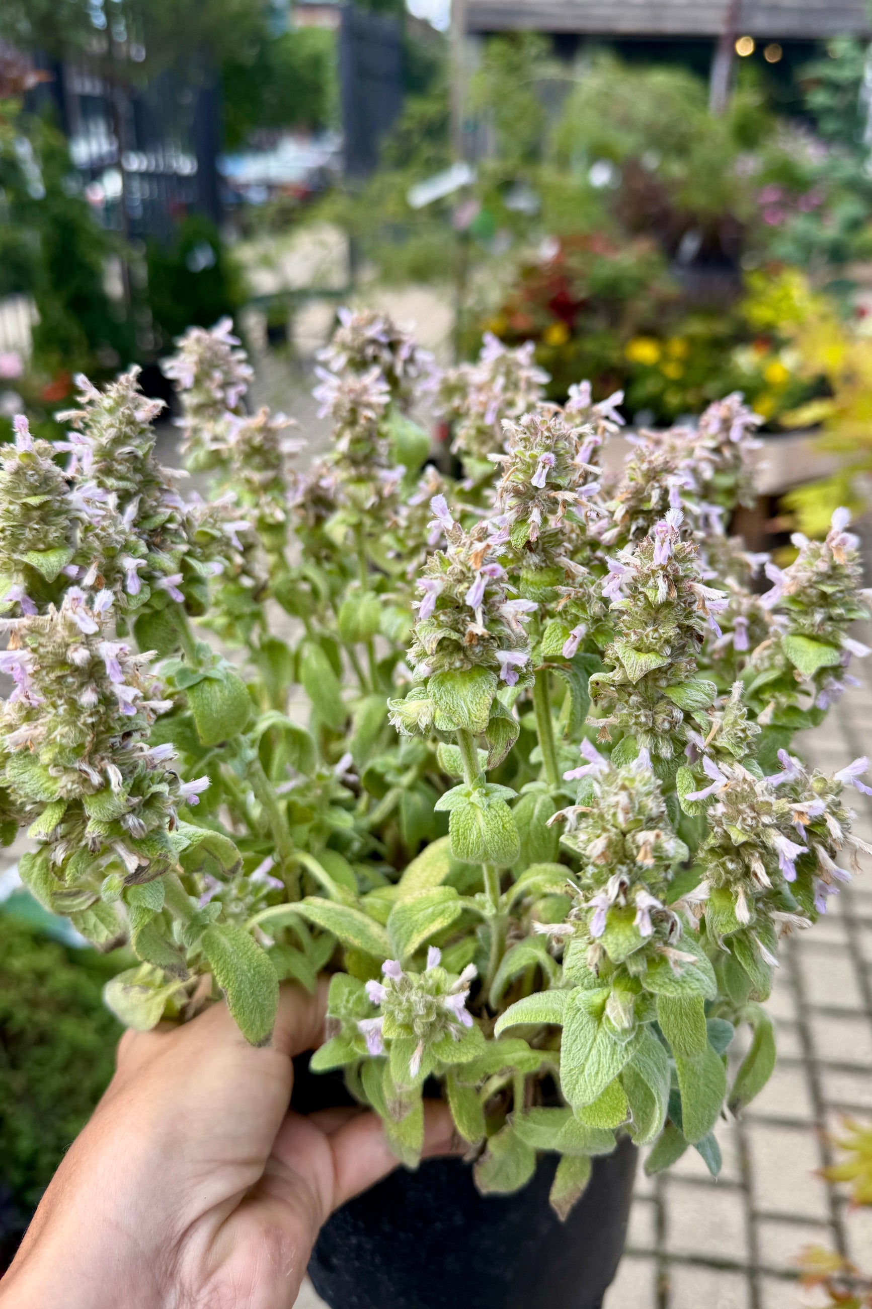 Hand holding a Stachys 'Little Lamb' plant with small white flowers  the middle of June in an outdoor setting ©Sprout Home