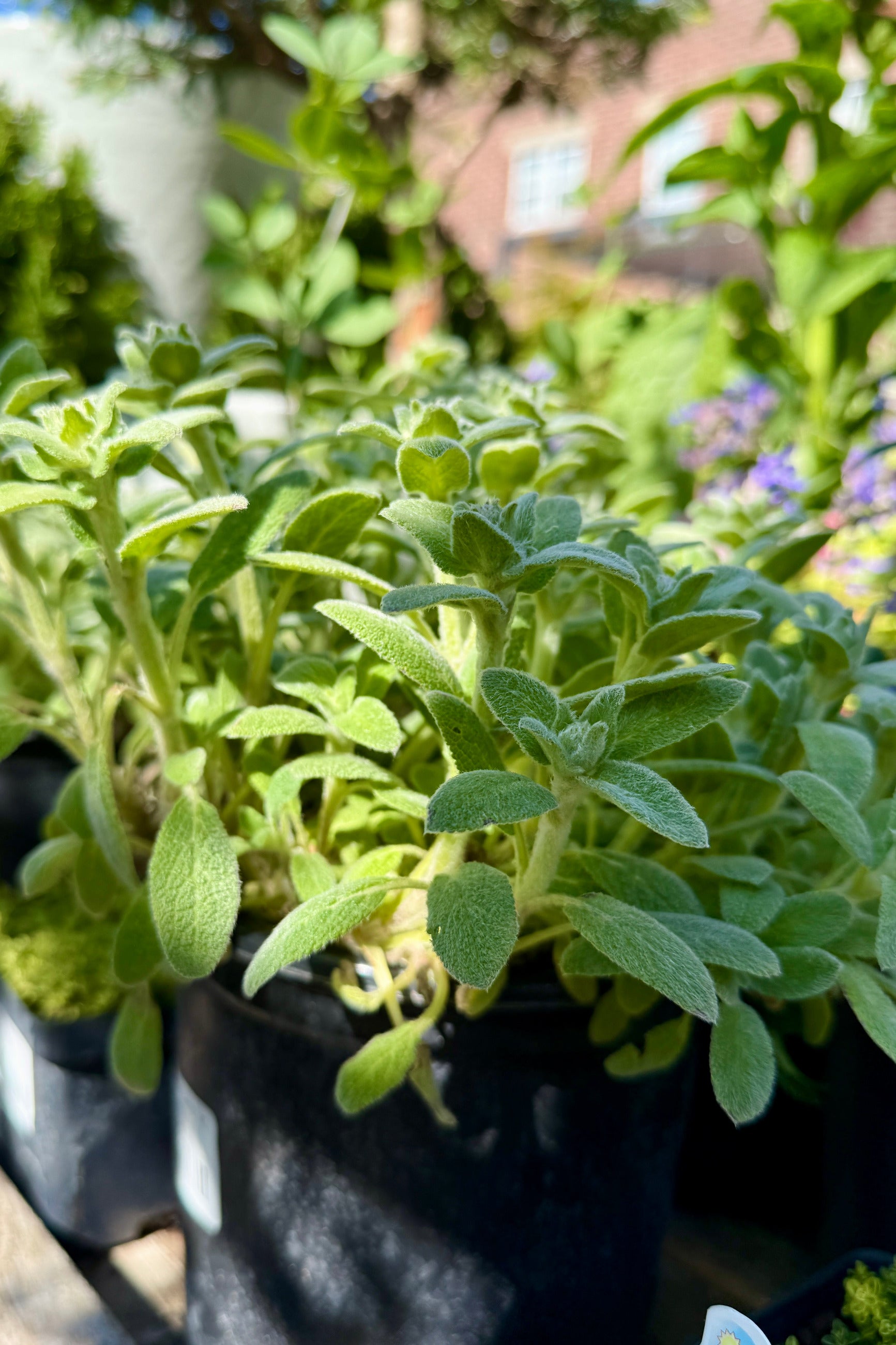 Close-up of Stachys 'Little Lamb' #1 plants with green leaves in a garden setting the middle of May prior to blooming ©Sprout Home
