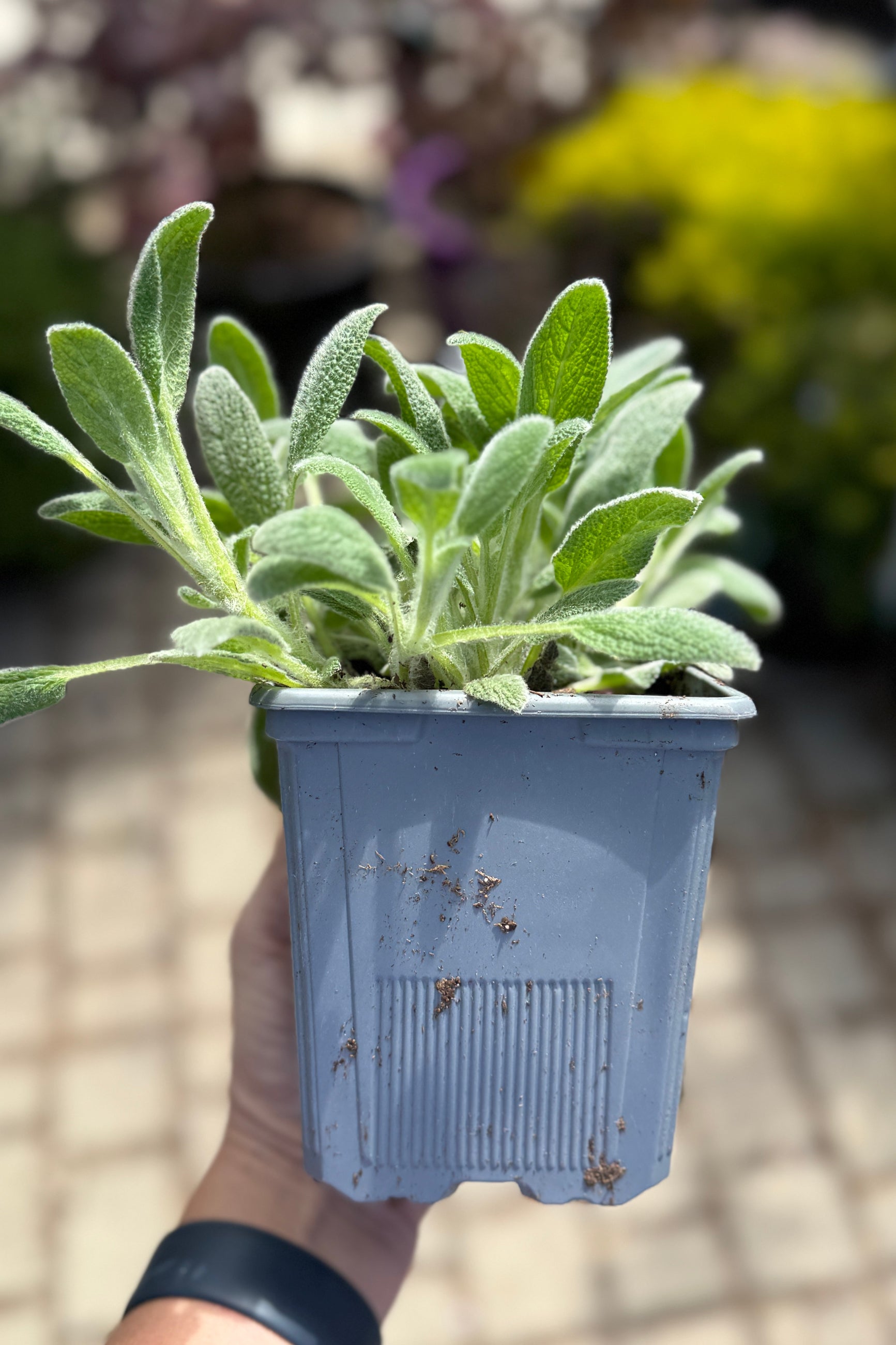 Stachys 'Little Lamb'  in a 1Qt growers pot the beginning of May ©Sprout Home