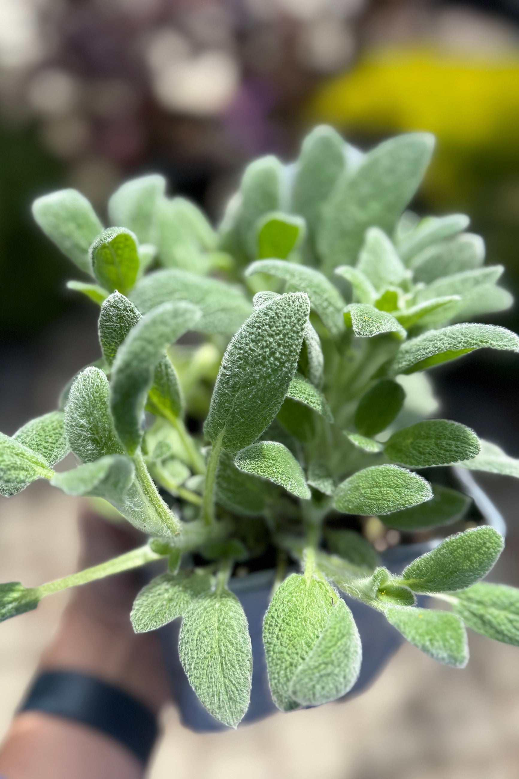 Stachys 'Little Lamb'  the beginning of May up close showing its soft light green white leaves ©Sprout Home