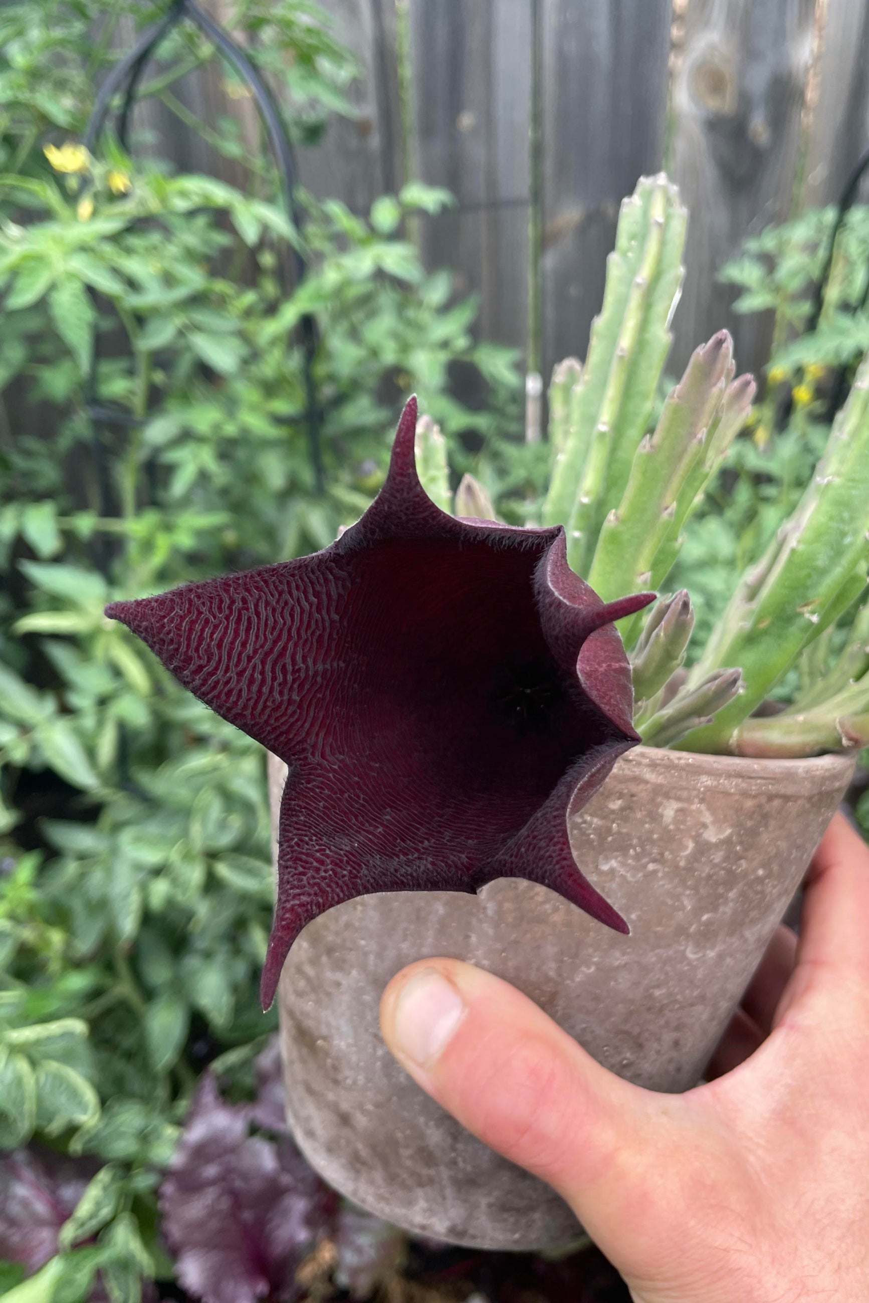 Photo of a hand holding a brown pot. The pot contains a succulent with dark purple almost black star shaped flower. The plant is held in front of a garden background. Stapelia or Carion Flower. ©Sprout Home