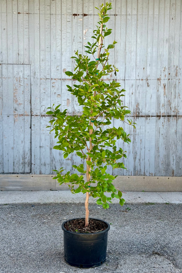 #6 size growers pot of a Stewartia tree the end of April in front of a blue gray wall. 