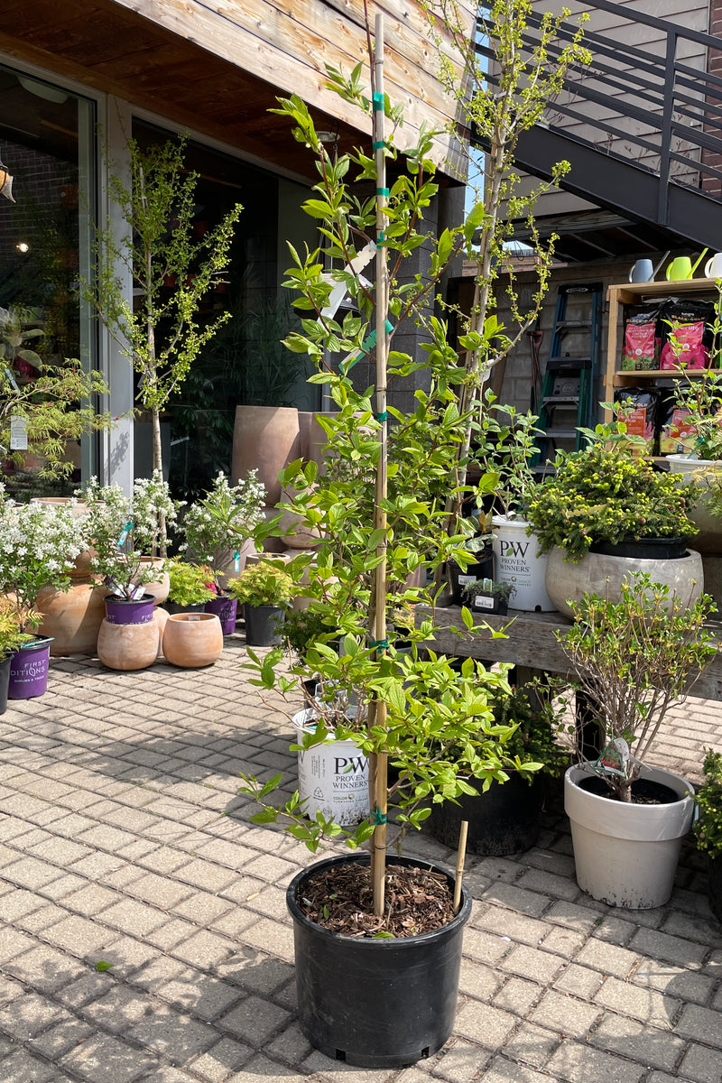 A #6 growers pot of the Stewartia tree mid April. 