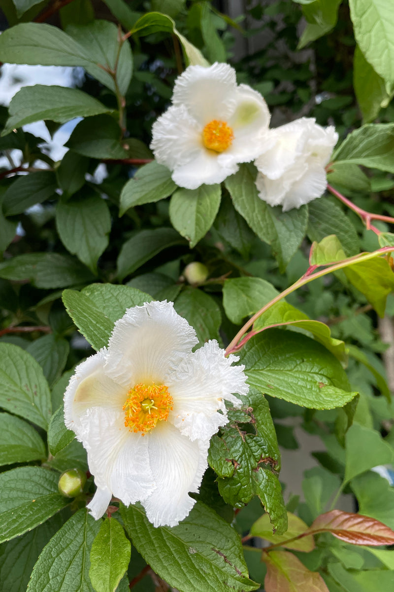 The white with yellow centered opened flowers the end of May of the Stewartia tree 'Japanese Stewartia' at Sprout Home. 