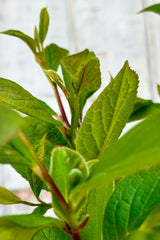 The green, flat but textural, leaves of the Stewartia tree the end of April.