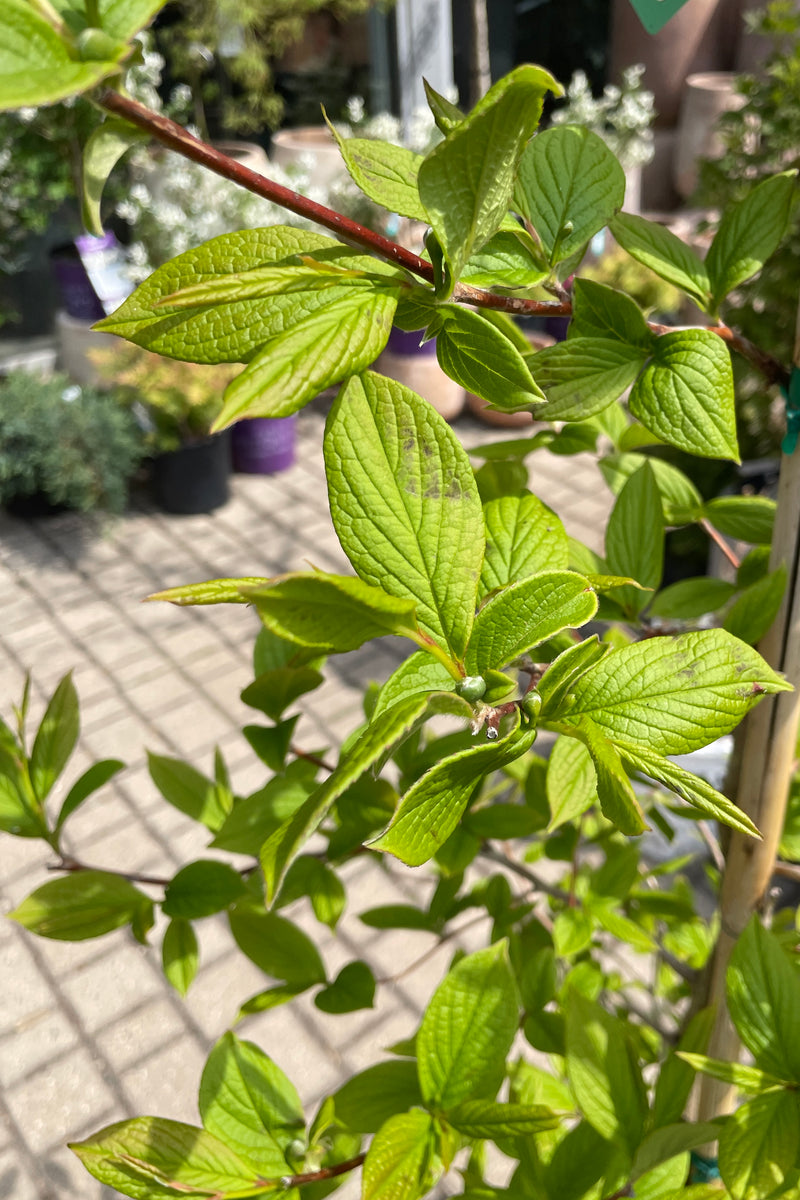 The ovate green leaves of the Stewartia p. mid April up close. 