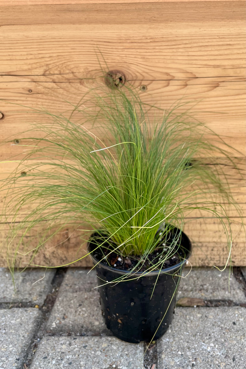 Stipa "Pony Tails" grass in a 4.5" growers pot showing the graceful grass like foliage against a wood backdrop. 