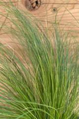 Detail of the wispy and flowing blades of green Stipa "Pony Tails"