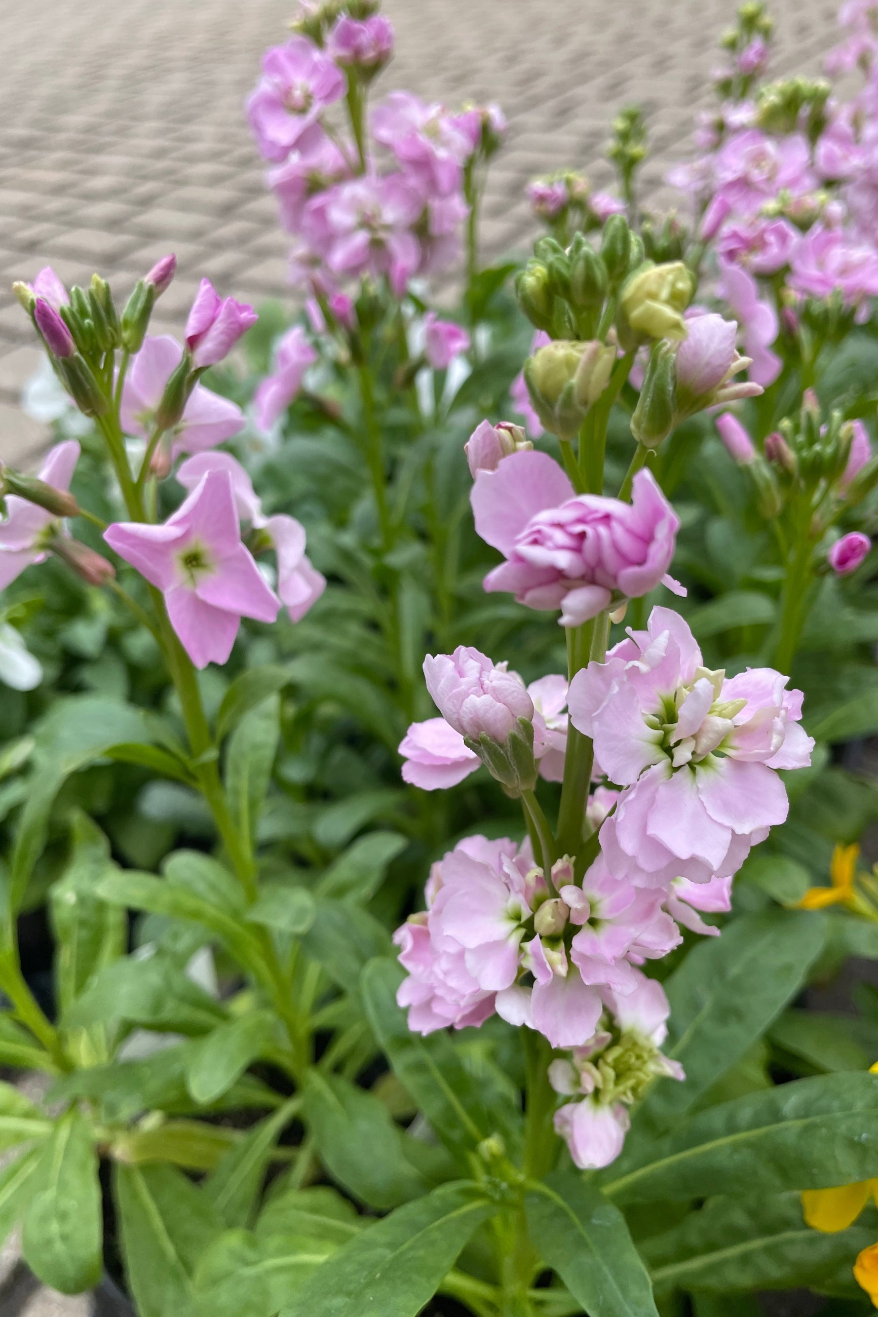 'Harmony Cherry Blossom' stock in bloom with its light purple flowers grouped en masse. ©Sprout Home