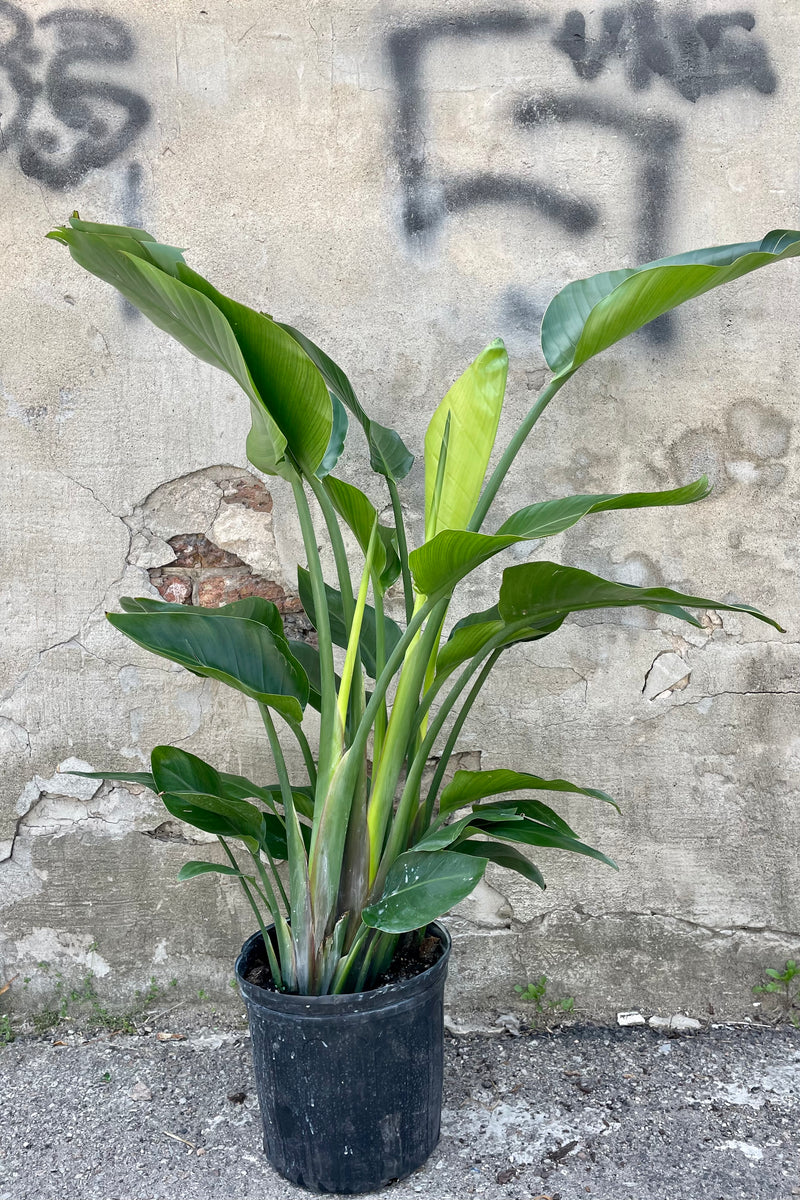 Photo of Strelitzia nicolai in a black pot against a cement gray wall showing broad green leaves and long green stems.