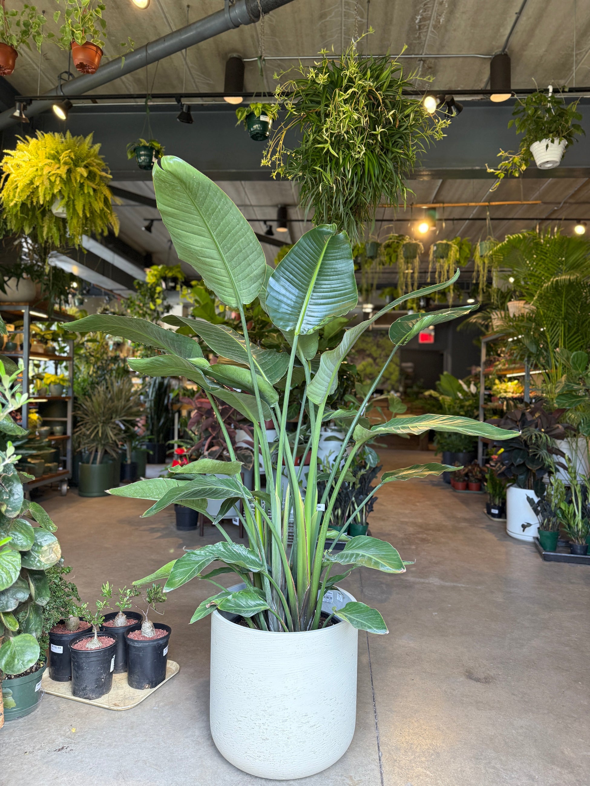Strelitzia nicolai "White bird of Paradise" 14” premium in the shop ©Sprout Home